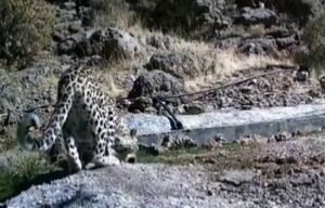 فیلم / لحظه آب خوردن پلنگ از آبشخور حیوانات در دنا