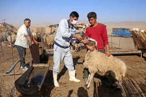 عکس/ اجرای طرح واکسیناسیون دام عشایر