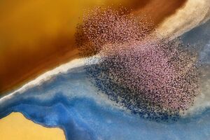 تصاویر هوایی شگفتانگیز از حیاتوحش
