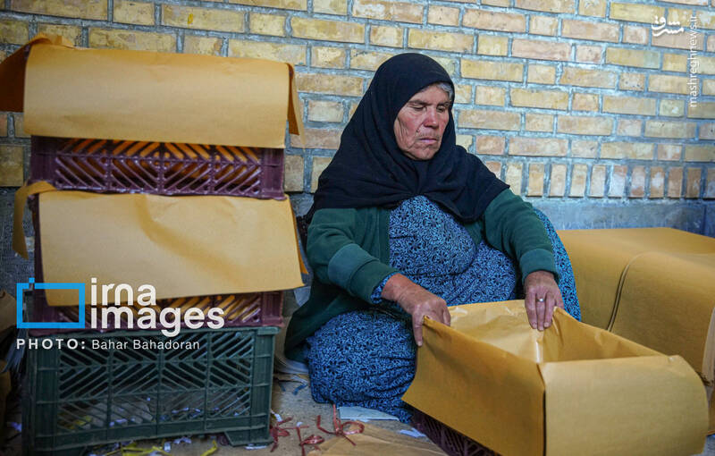 عکس / برداشت سیب از باغهای کهگیلویه و بویراحمد 18
