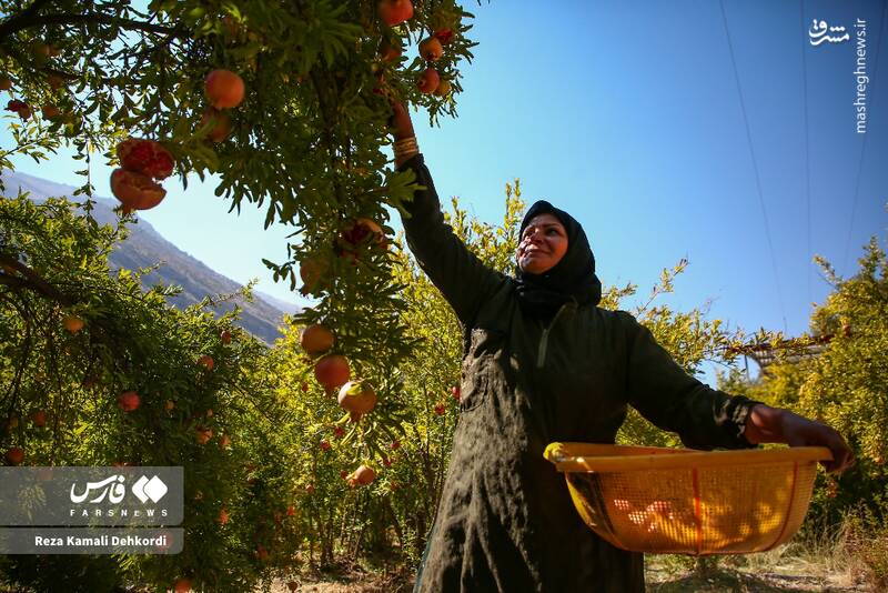 عکس / برداشت انار از باغهای دورک اناری 5