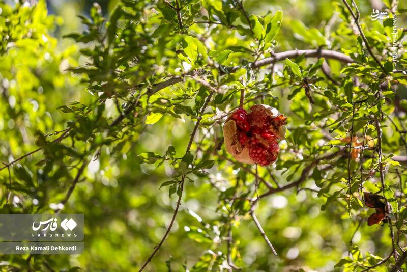 عکس / برداشت انار از باغهای دورک اناری 3