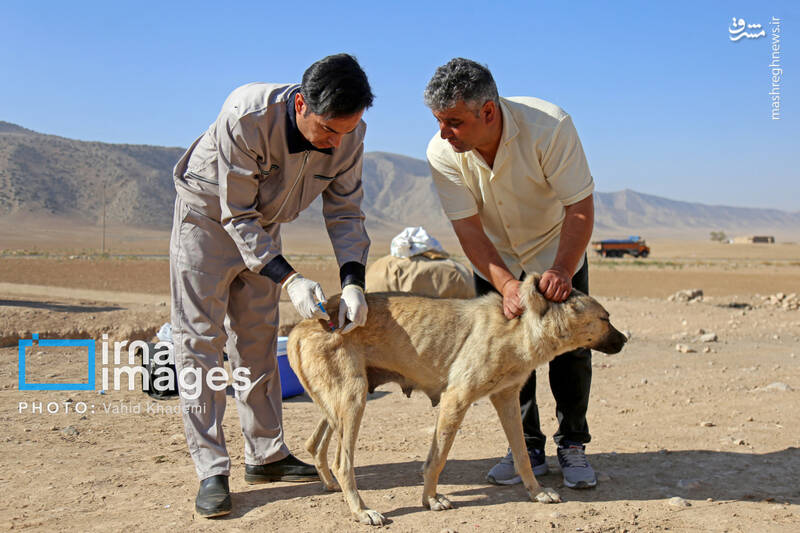 عکس / اجرای طرح واکسیناسیون دام عشایر 21