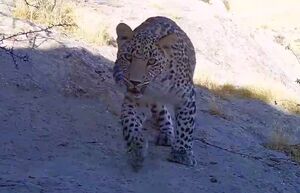 عکس/ پلنگ با اُبهت پارک ملی سالوک