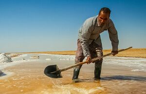 عکس/ برداشت سنتی نمک در خراسان شمالی