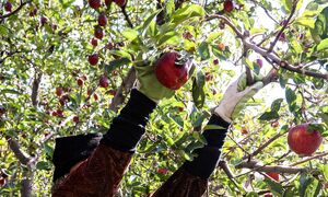 عکس/ فصل برداشت طلای سرخ مراغه