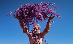 عکس/ برداشت زعفران در فاروج