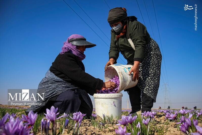 عکس / برداشت زعفران در فاروج 26
