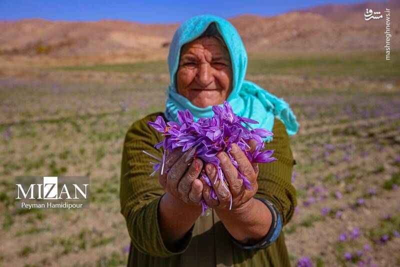 عکس / برداشت زعفران در فاروج 25