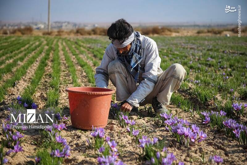 عکس / برداشت زعفران در فاروج 23