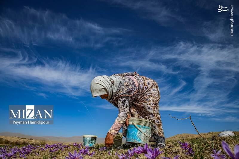 عکس / برداشت زعفران در فاروج 21
