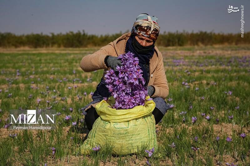 عکس / برداشت زعفران در فاروج 20