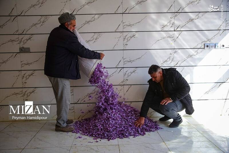 عکس / برداشت زعفران در فاروج 19