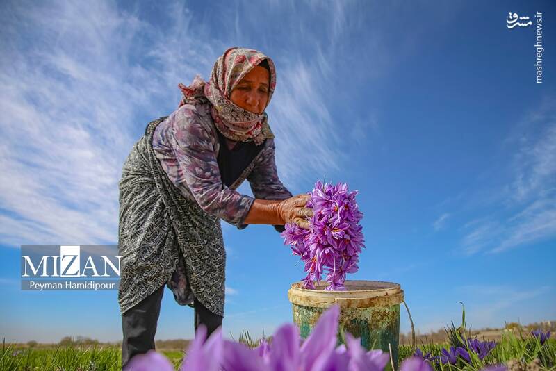 عکس / برداشت زعفران در فاروج 17