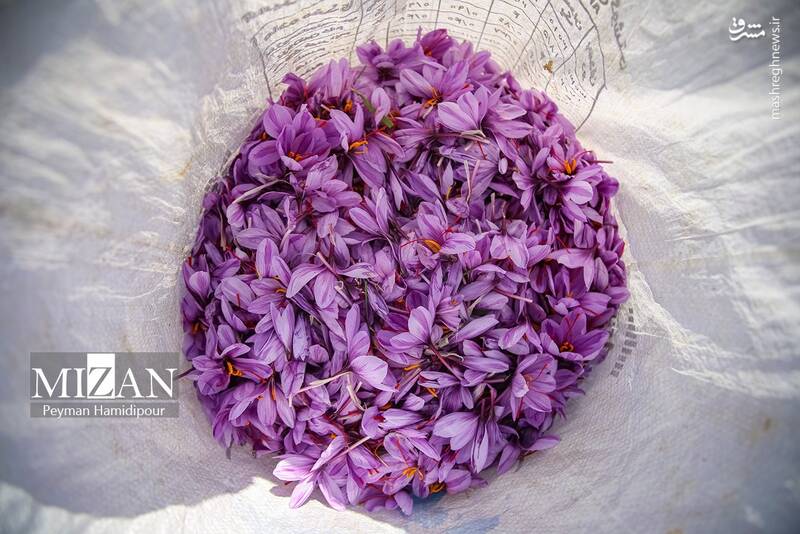 عکس / برداشت زعفران در فاروج 16