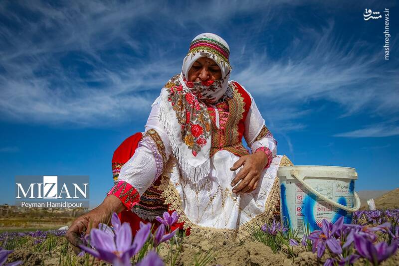 عکس / برداشت زعفران در فاروج 15