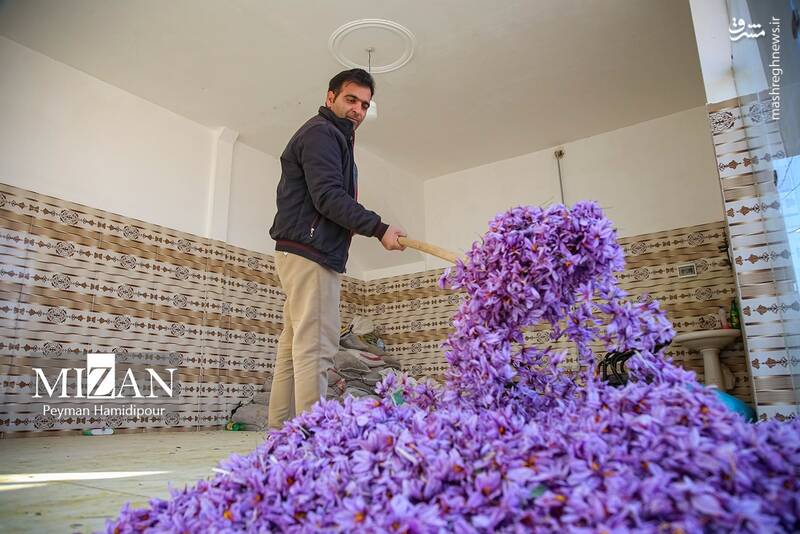 عکس / برداشت زعفران در فاروج 30