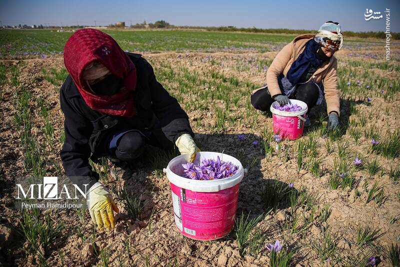 عکس / برداشت زعفران در فاروج 14