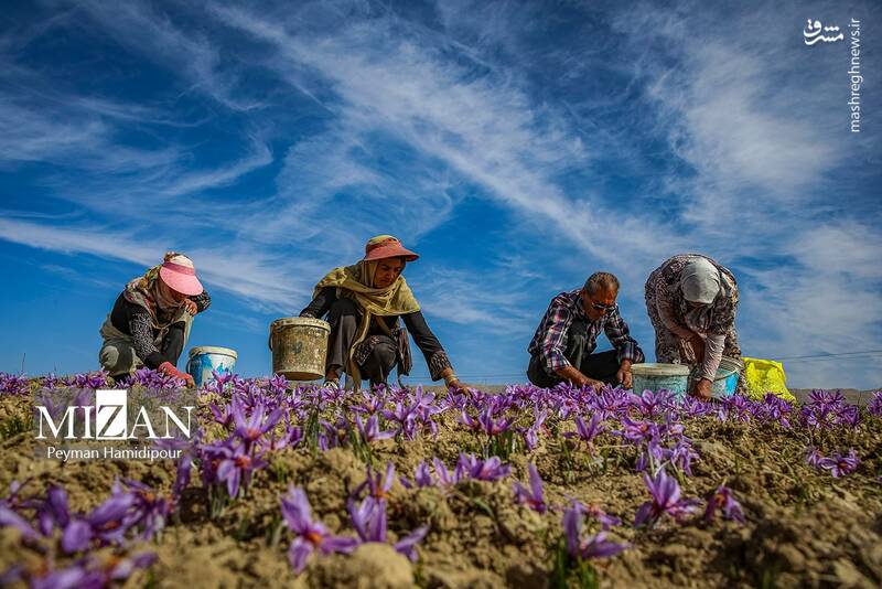 عکس / برداشت زعفران در فاروج 11