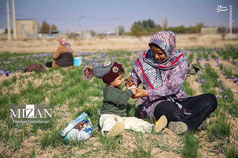 عکس / برداشت زعفران در فاروج 6