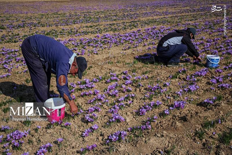 عکس / برداشت زعفران در فاروج 5
