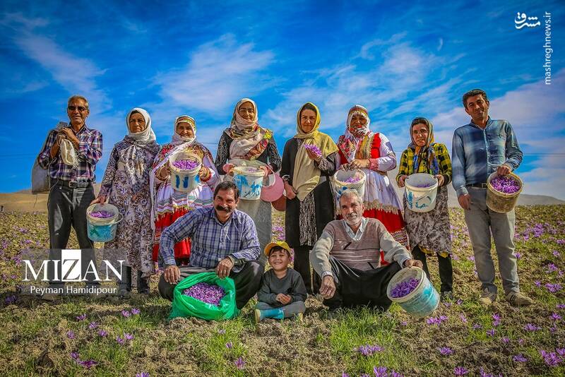 عکس / برداشت زعفران در فاروج 29
