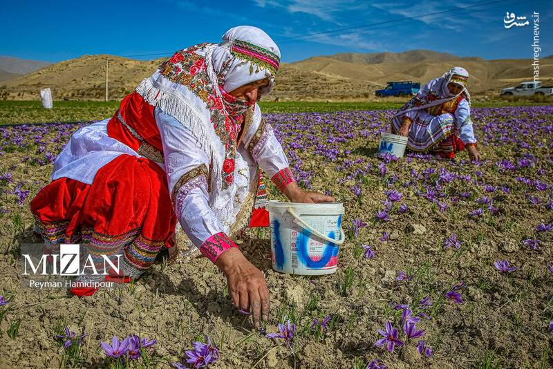 عکس / برداشت زعفران در فاروج