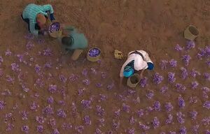 تصاویر هوایی از برداشت زعفران در تربت حیدریه