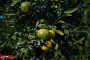 پاییز زیبا در جنگل‌ قرق گرگان