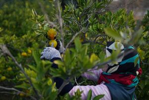 عکس/ برداشت نارنگی در هاشم‌آباد گرگان