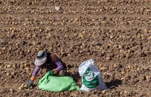 عکس/ برداشت سیب زمینی از مزارع فیروزکوه