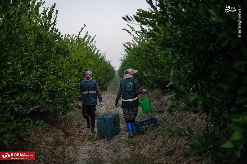 عکس / برداشت نارنگی در هاشم‌آباد گرگان