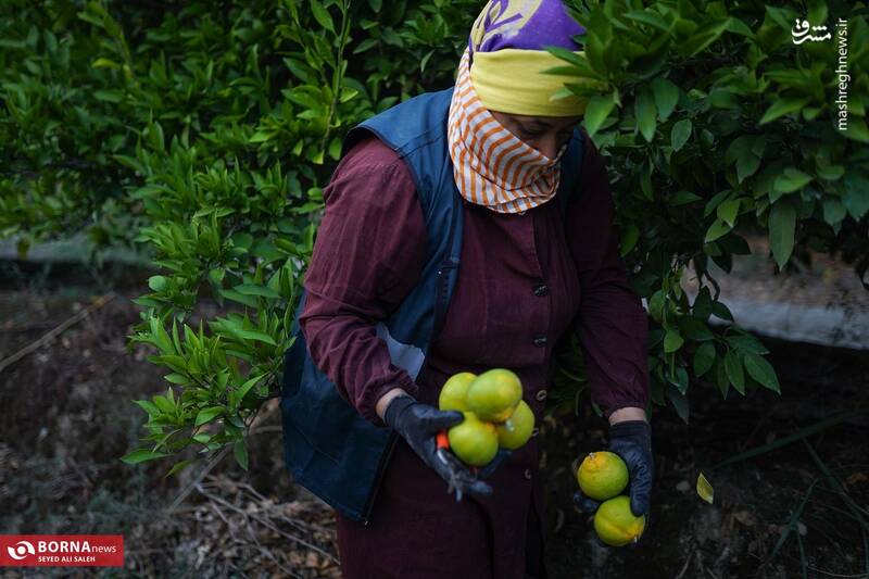 عکس / برداشت نارنگی در هاشم‌آباد گرگان 2