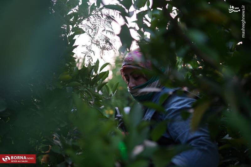 عکس / برداشت نارنگی در هاشمآباد گرگان 3