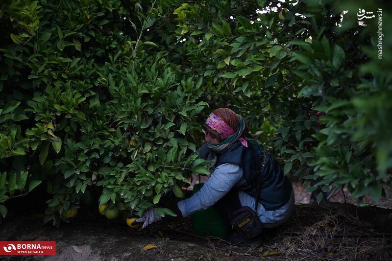 عکس / برداشت نارنگی در هاشمآباد گرگان 5