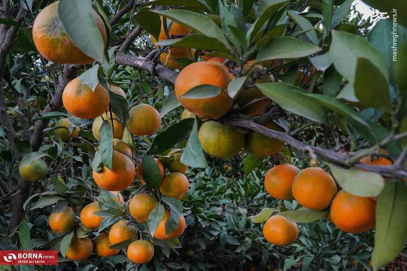 عکس / برداشت نارنگی در هاشم‌آباد گرگان 4