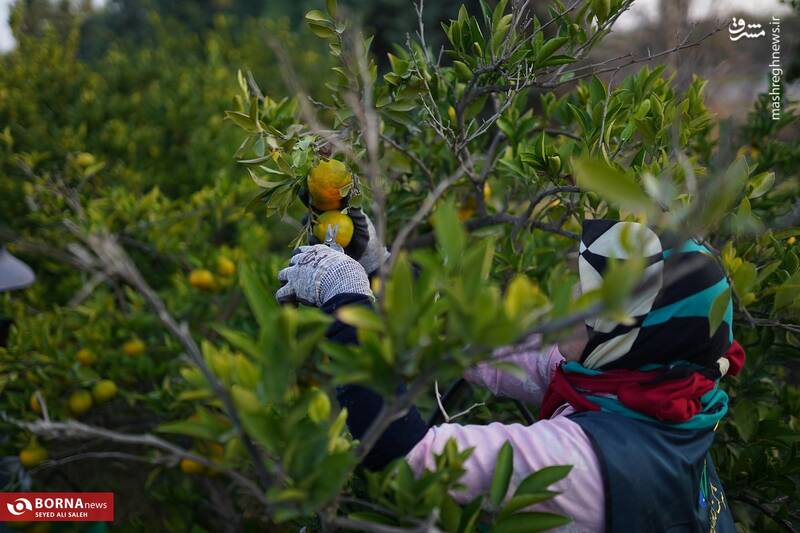 عکس / برداشت نارنگی در هاشم‌آباد گرگان 13