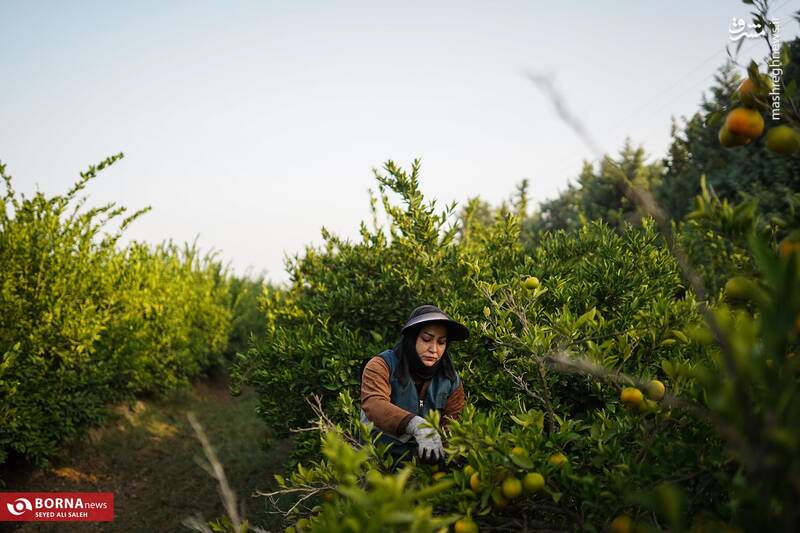 عکس / برداشت نارنگی در هاشم‌آباد گرگان 6