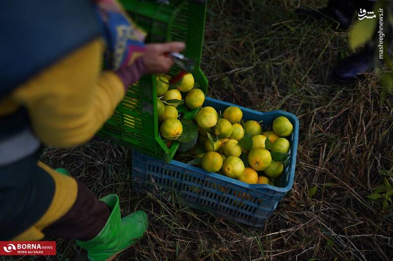 عکس / برداشت نارنگی در هاشم‌آباد گرگان 17