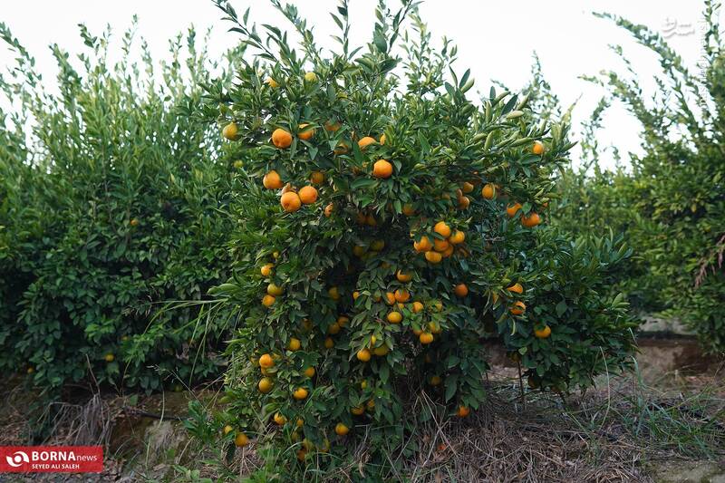 عکس / برداشت نارنگی در هاشمآباد گرگان 16