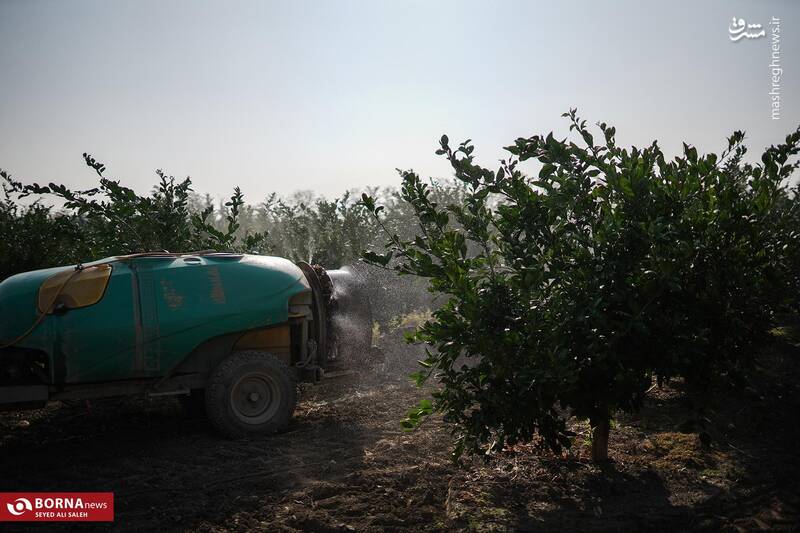 عکس / برداشت نارنگی در هاشم‌آباد گرگان 20
