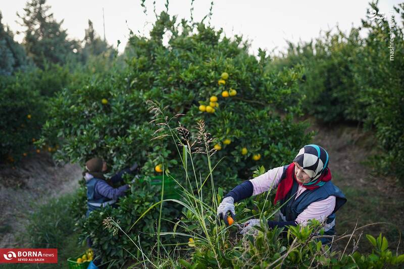 عکس / برداشت نارنگی در هاشمآباد گرگان 15