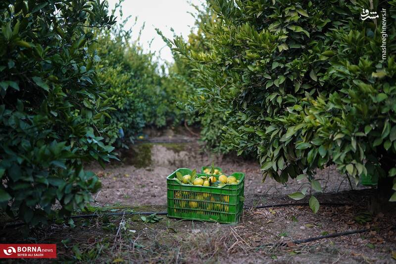 عکس / برداشت نارنگی در هاشمآباد گرگان 14