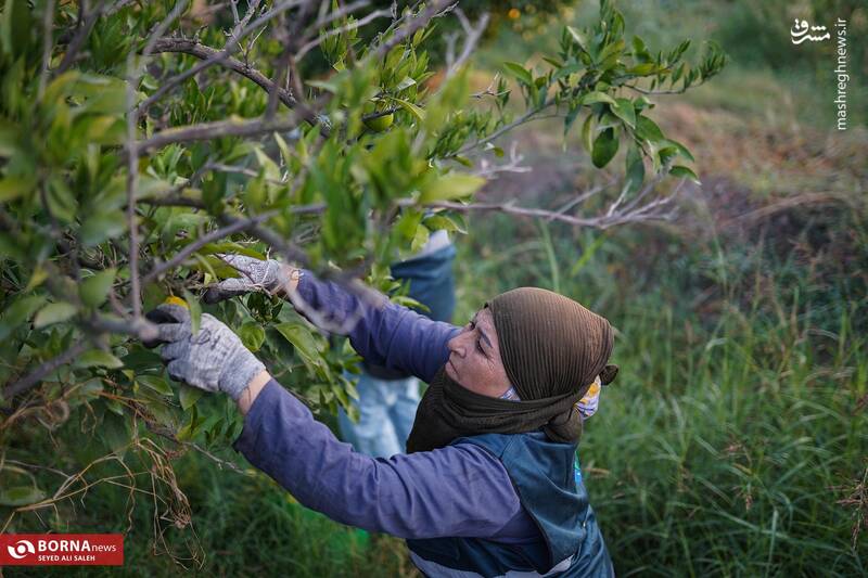 عکس / برداشت نارنگی در هاشم‌آباد گرگان 12