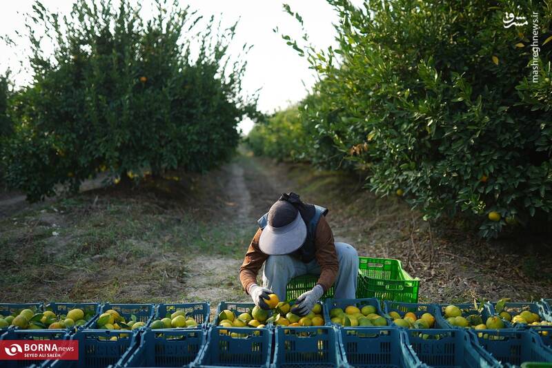 عکس / برداشت نارنگی در هاشم‌آباد گرگان 18