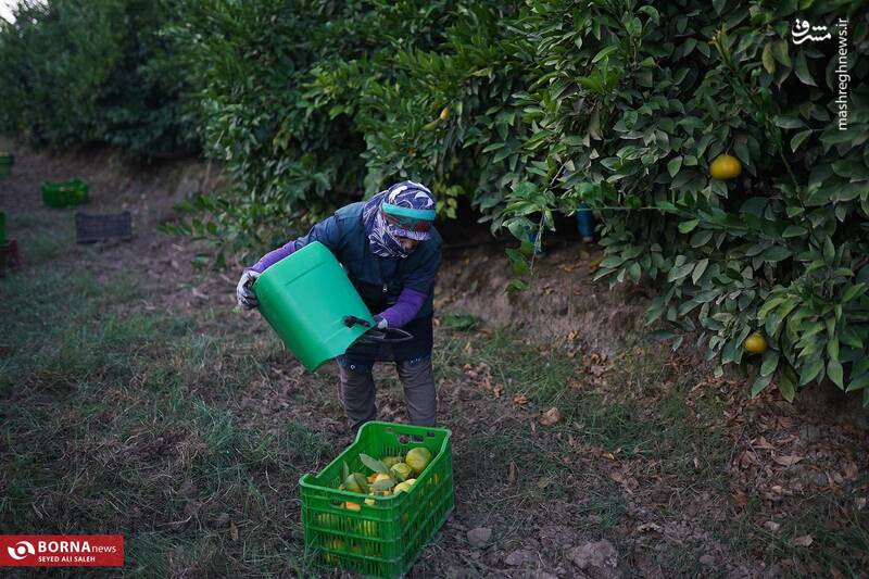 عکس / برداشت نارنگی در هاشمآباد گرگان 10