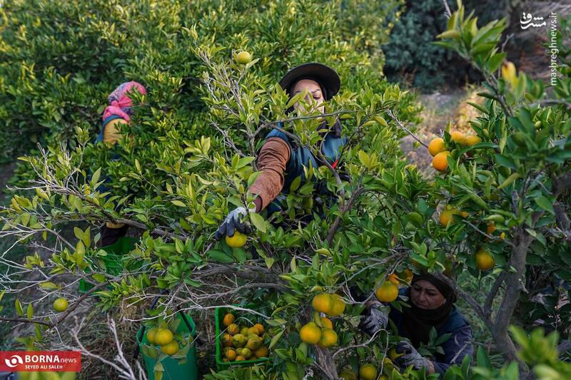 عکس / برداشت نارنگی در هاشمآباد گرگان 9