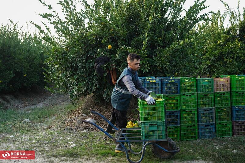 عکس / برداشت نارنگی در هاشم‌آباد گرگان 19