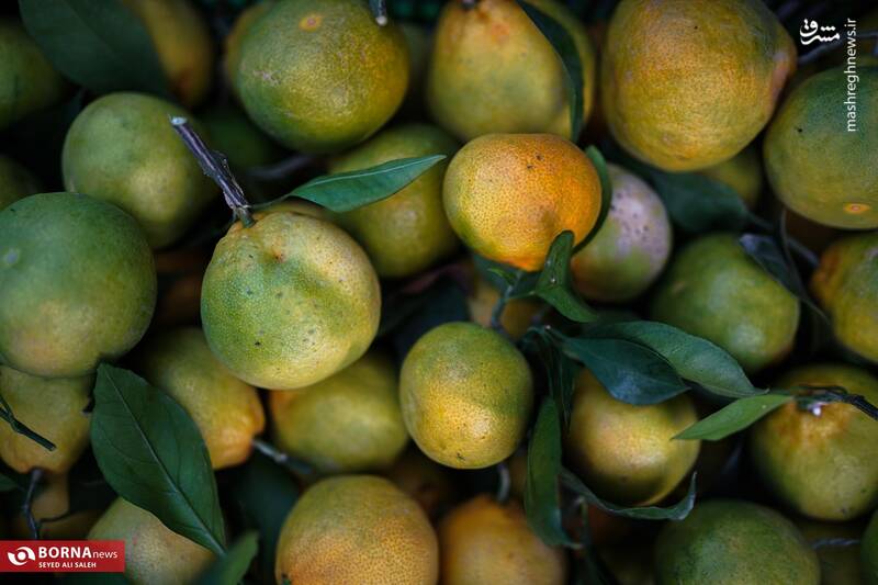 عکس / برداشت نارنگی در هاشم‌آباد گرگان 8