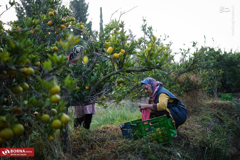 عکس / برداشت نارنگی در هاشمآباد گرگان 7